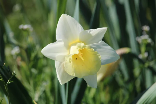 Primer Plano Narciso Blanco Jardín — Foto de Stock