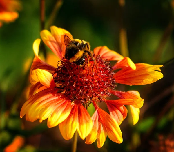 Vertical Shot Bumblebee Multicolored Flower — Stock Photo, Image