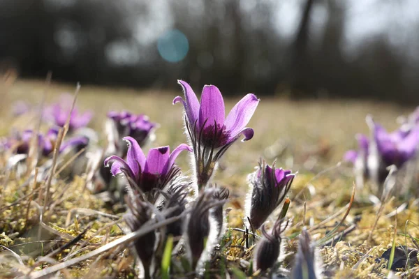 Closeup Shot Beautiful Purple Fluffy Flower Oriental Pulsatilla Patens Pasqueflower — Stock Photo, Image