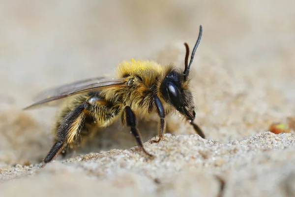 Zdjęcie Bliska Samicy Czekolady Lub Głogu Pszczoły Górniczej Andrena Scotica — Zdjęcie stockowe