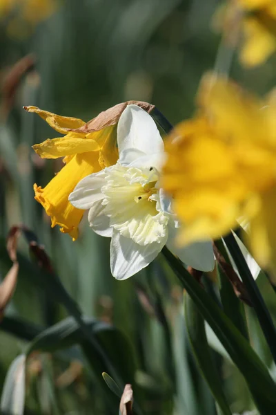 田里长满了黄色和白色的水仙花 这是特写镜头 — 图库照片