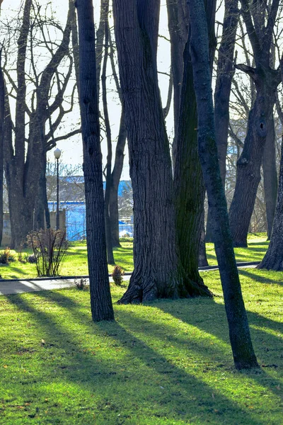 Вертикальный Снимок Парка Большим Количеством Высоких Деревьев — стоковое фото
