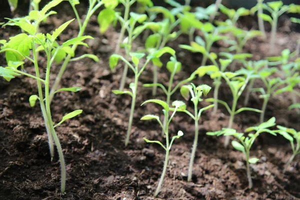 Tiro Seletivo Foco Das Plantas Jovens Tomate Que Crescem Vista — Fotografia de Stock