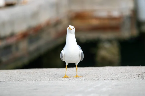 Seagull Bird Standing Outdoors — Stock Photo, Image