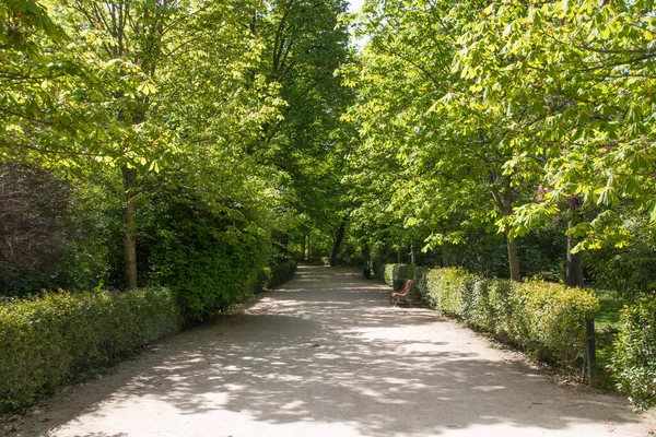 Camino Que Conduce Través Jardín Verde Día Soleado Aire Libre — Foto de Stock