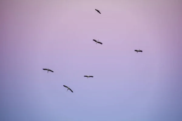 Nízký Úhel Záběru Hejna Labutí Letících Pod Barevnou Malebnou Oblohou — Stock fotografie