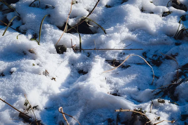 Det Snöiga Gräset Solig Dag — Stockfoto