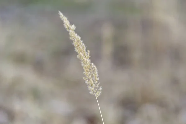 Primo Piano Canneto Campagna — Foto Stock