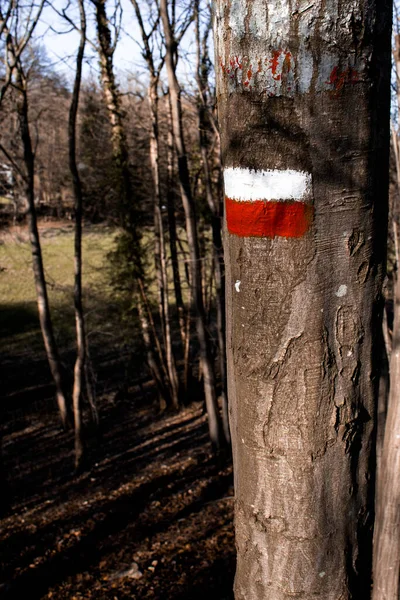 Vertikal Bild Märkning Träd Med Röda Och Vita Linjer Stammen — Stockfoto