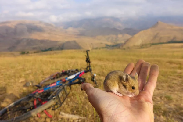 A cute field mouse on hand, bicycle and fields on the background