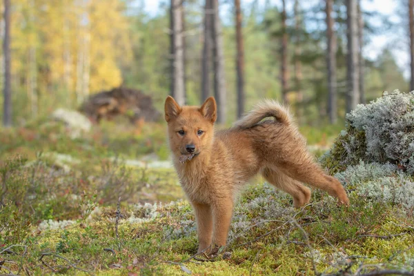 Güneşli Bir Sonbahar Gününde Boreal Ormanı Ndaki Fin Spitz Köpeğinin — Stok fotoğraf