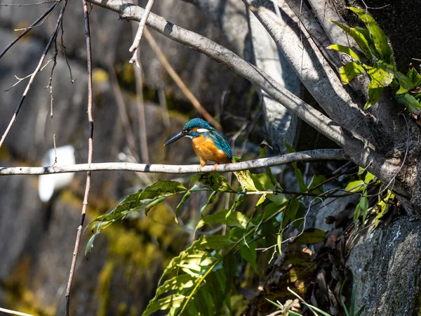 Szelektív Fókusz Lövés Egy Közönséges Kingfisher Ült Egy Ágon — Stock Fotó