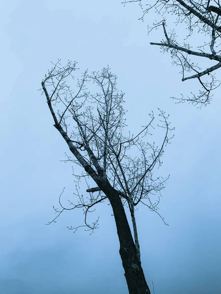 Bulutlu Bir Gökyüzünün Altında Çıplak Ağaçların Dikey Görüntüsü — Stok fotoğraf