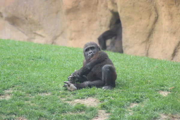 动物园里的一只黑色大猩猩 — 图库照片
