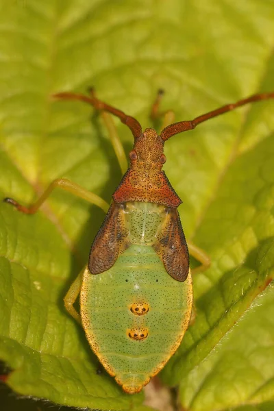 Detailní Záběr Nymfy Štěnice Štítu Stojící Zelených Listech Gonocerus Acuteangulatus — Stock fotografie