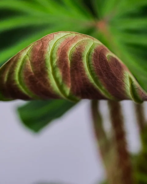 Primer Plano Philodendron Melanochrysum Planta Sobre Fondo Borroso — Foto de Stock