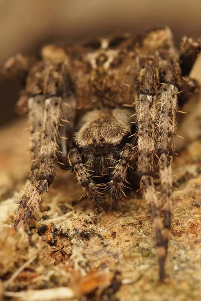 地面に異常なオーブ網のクモの垂直ショット Araneus Angulatus — ストック写真