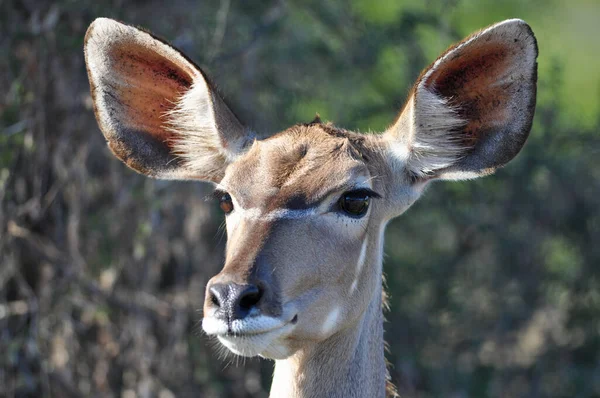 Uma Foto Horizontal Uma Fêmea Impala Olhando Para Câmera Vida — Fotografia de Stock