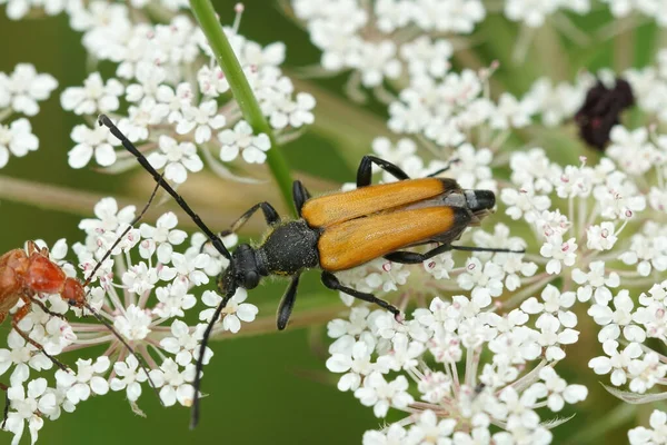 비아풀 위에서 딱정벌레의 — 스톡 사진