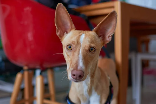 A selective focus shot of an adorable Pharaoh hound