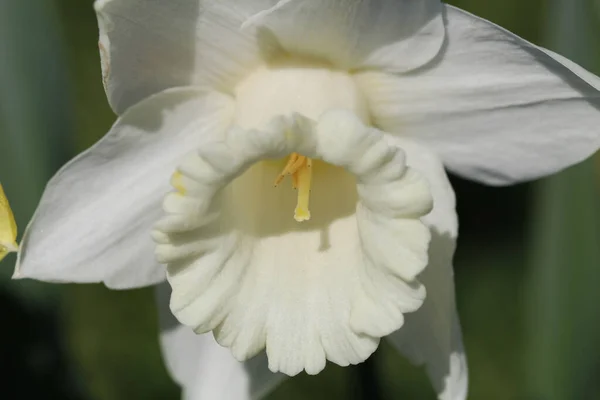 Lähikuva Valkoisesta Narsissista Puutarhassa — kuvapankkivalokuva