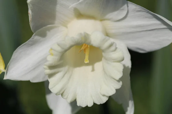 Tiro Perto Narciso Branco Jardim — Fotografia de Stock