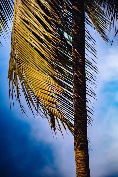 Eine Vertikale Aufnahme Einer Palme Mit Dem Abendhimmel Hintergrund — Stockfoto