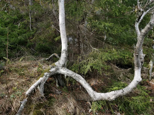 Közeli Felvétel Szárított Növények Erdőben Rekvik Norvégia — Stock Fotó