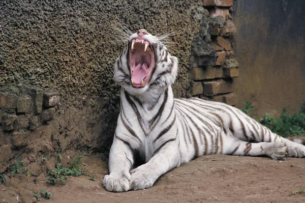 Een Horizontale Opname Van Een Witte Tijger Geeuwen — Stockfoto