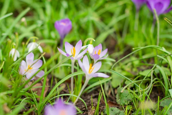Bahçede Büyüyen Bir Grup Krokus Çiçeğinin Parlak Bir Bahar Fotoğrafı — Stok fotoğraf