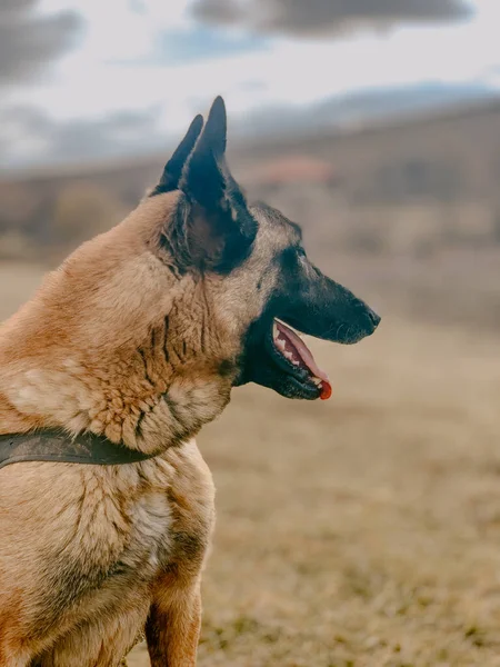 Yakalı Bir Anadolu Çobanı Dikey Görüntüsü — Stok fotoğraf