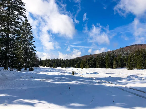 クロスカントリースキーは雪の森の中を走る — ストック写真