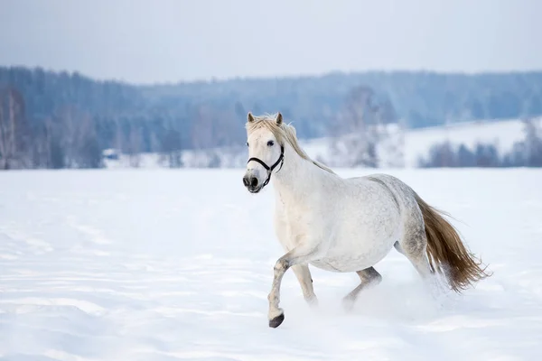 Bellissimo Cavallo Bianco Che Corre Sulla Neve — Foto Stock