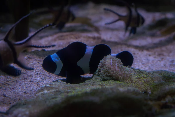 Ένα Όμορφο Μαύρο Και Άσπρο Ocellaris Clownfish — Φωτογραφία Αρχείου