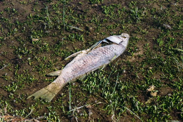 草原の死んだ魚の上からの眺め — ストック写真