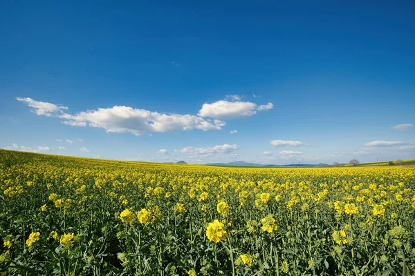 Çiçekli Kolza Tohumu Sarı Çiçekler Tarım Arazisi Mavi Gökyüzü Beyaz — Stok fotoğraf