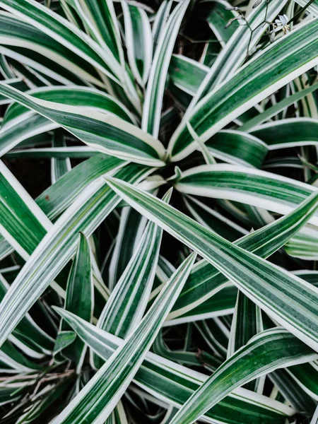 이무성 식물의 — 스톡 사진