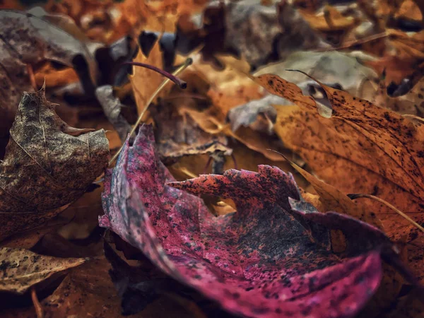 Closeup Shot Beautiful Sangria Colored Autumn Leaf Golden Leaves Ground — Stock Photo, Image