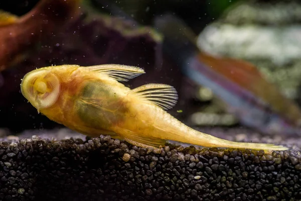 Een Close Opname Van Een Gold Ancistrus Albino Een Zoetwateraquarium — Stockfoto