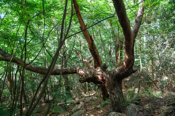 Ein Takamaka Baum Wald Digue Island — Stockfoto