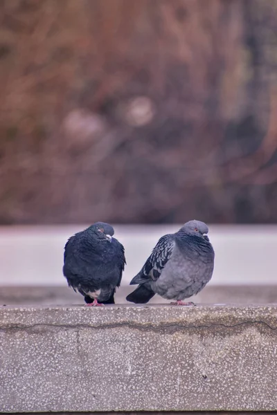 Tiro Seletivo Foco Duas Pombas Empoleiradas Superfície Pedra — Fotografia de Stock