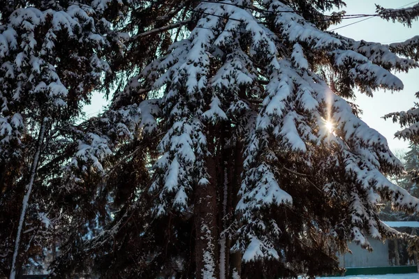 Ένα Όμορφο Πλάνο Από Ψηλά Έλατα Καλυμμένα Χιόνι Μια Ηλιόλουστη — Φωτογραφία Αρχείου