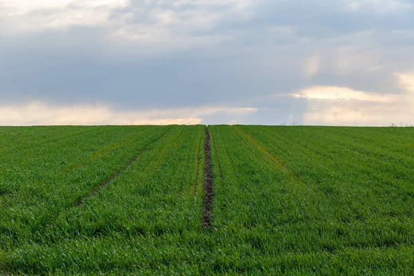 Ett Jordbruksfält Den Molniga Himlen — Stockfoto