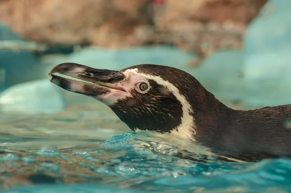 Гумбольдтський Пінгвін Синьому Озері — стокове фото