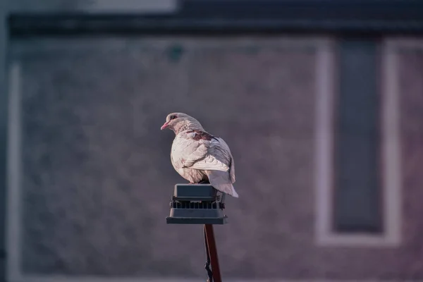 Pigeon Blanc Perché Dans Une Rue — Photo