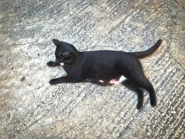 Tiro Ángulo Alto Lindo Gato Negro Hembra Tendido Suelo Edad —  Fotos de Stock