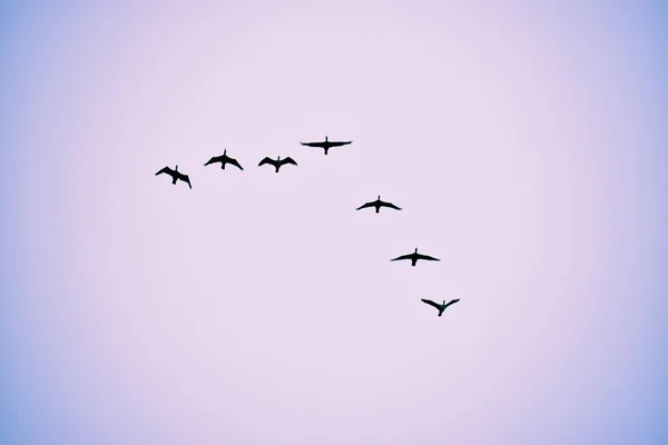 Plan Angle Bas Une Silhouette Oiseaux Dans Rose Violette — Photo