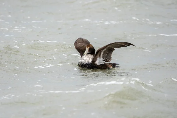 Enfoque Selectivo Ganso Greylag Flotando Estanque — Foto de Stock