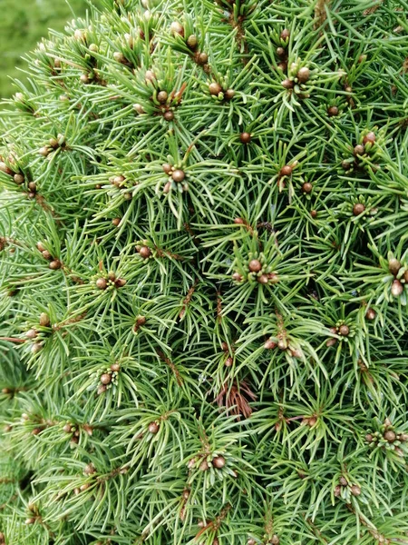 Vertical Closeup Shot Bushy Boreal Conifer Leaves — Stock Photo, Image