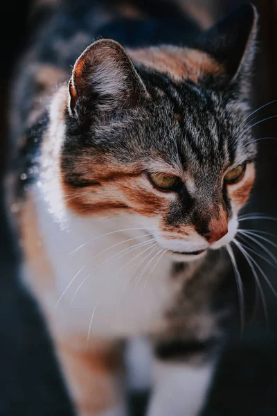 白灰色と赤の猫の垂直ショット — ストック写真
